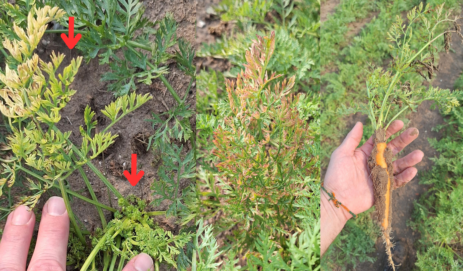 Three side by side images showing aster yellow symptoms on carrots. Red arrows point to distorted yellow leaves. Leaves are distorted with a lacy new growth, with bronzing and hairy roots.
